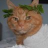hermit the cat